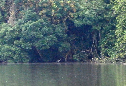 Lago Sandavol (Reserva Nacional Tambopata), Amazon, Peru.